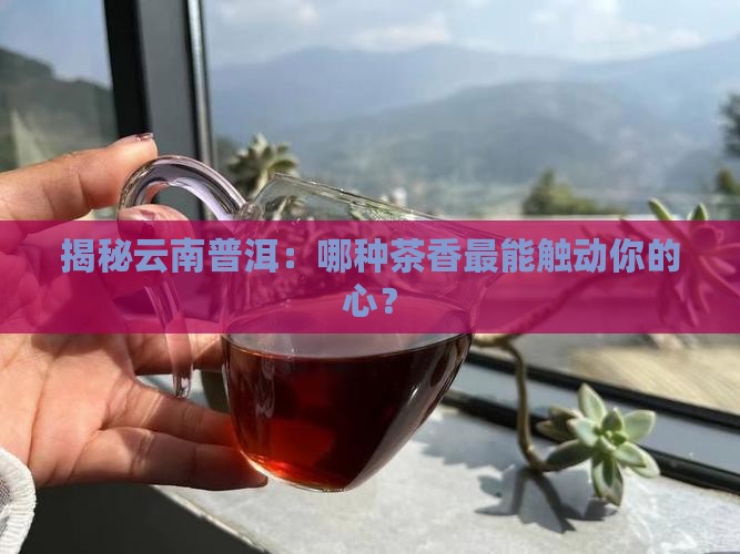 云南普洱茶主要种类