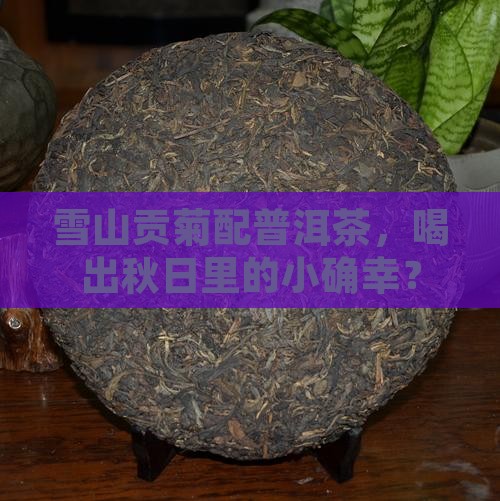 雪山贡菊与普洱茶