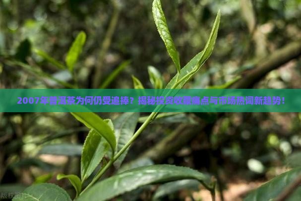 2007年普洱茶