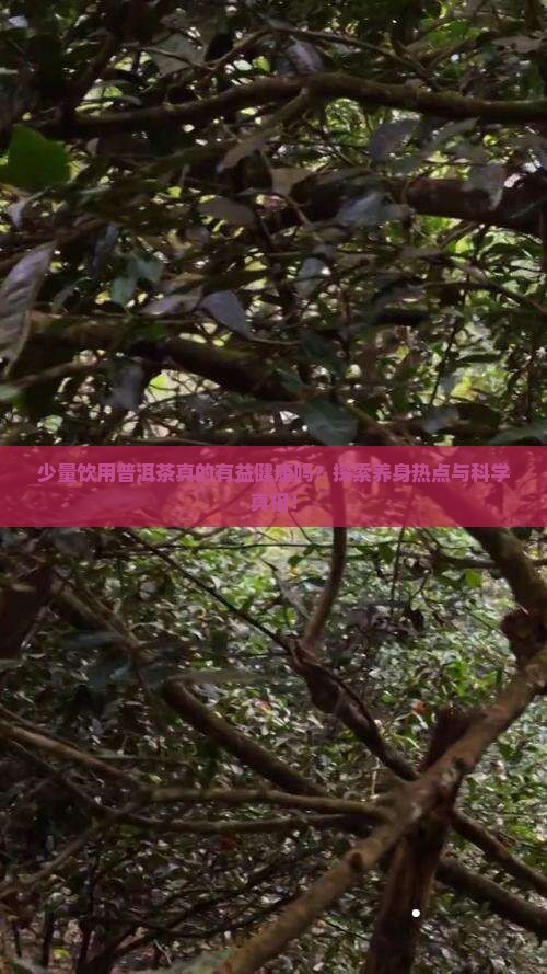 普洱茶少量喝好吗