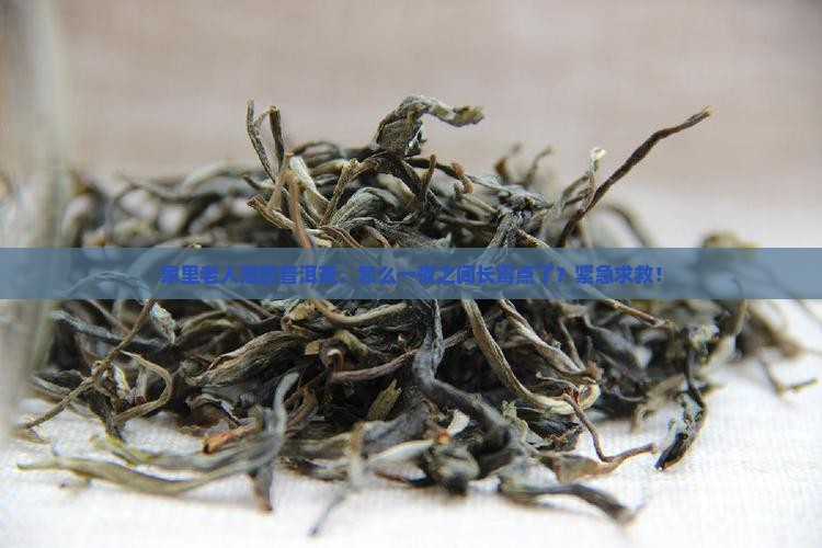 普洱茶泡完发霉