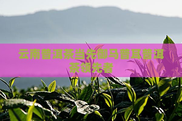 云南普洱茶御马当先