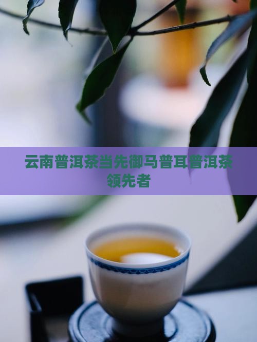 云南普洱茶御马当先