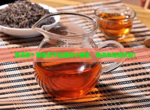关于普洱茶的知识点