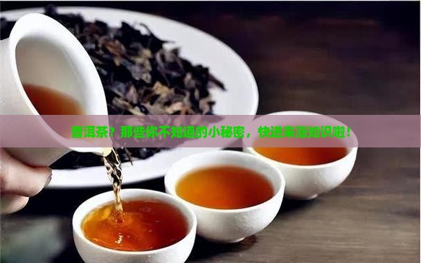 关于普洱茶的知识点