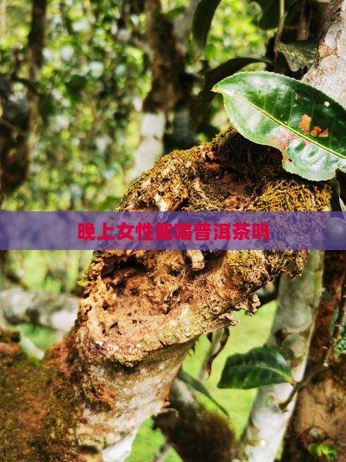 晚上女士能喝普洱茶吗