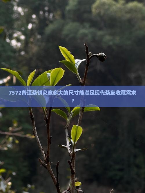 7572普洱茶饼大小