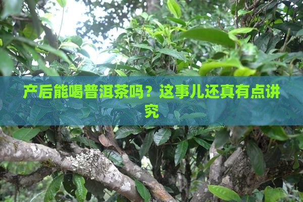 产后可喝普洱茶吗
