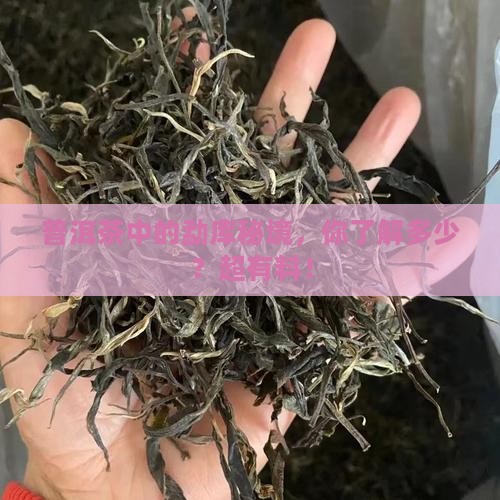 普洱茶勐库知识点
