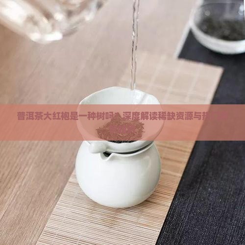 普洱茶大红袍是一种树吗