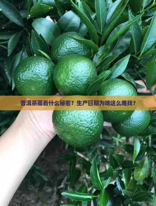 普洱茶生产日期不清晰怎么回事