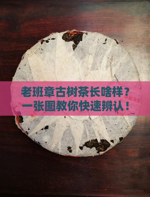 如何辩别老班章古树茶