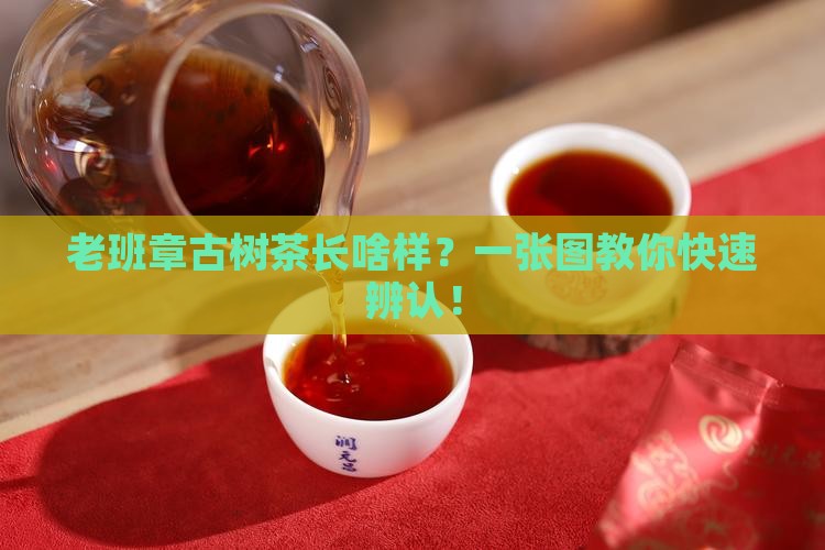 如何辩别老班章古树茶
