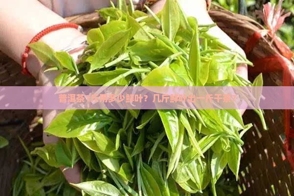 普洱茶1斤用多少鲜叶