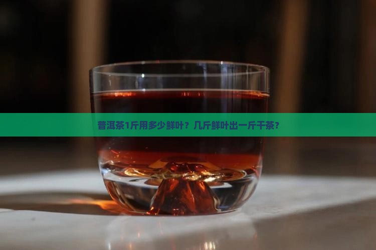 普洱茶1斤用多少鲜叶