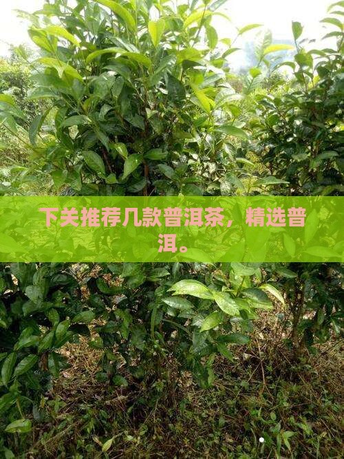 推荐几款下关普洱茶