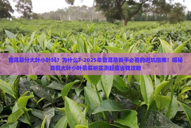 普洱茶分大叶小叶吗为什么 普洱茶分大叶小叶吗为什么