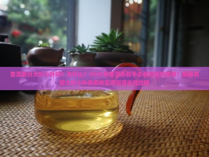 普洱茶分大叶小叶吗为什么 普洱茶分大叶小叶吗为什么