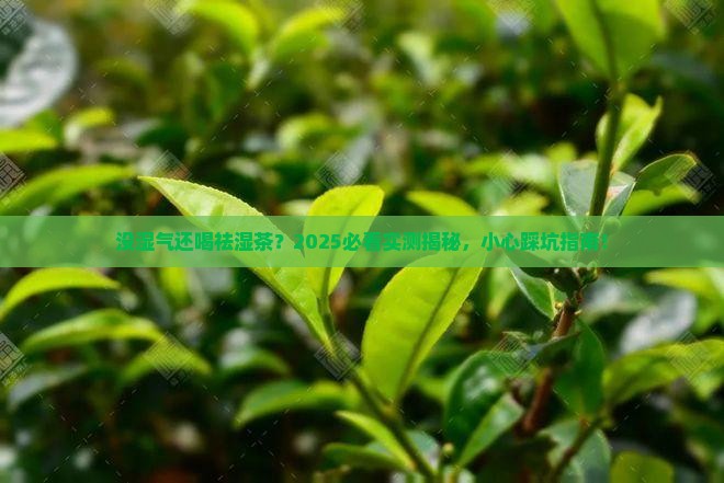 没有湿气的人可以喝祛湿茶吗