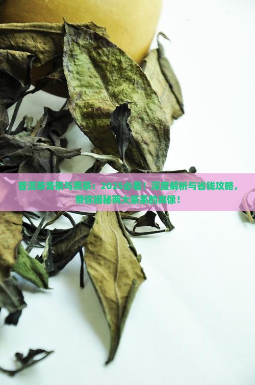 普洱茶青茶与黑茶