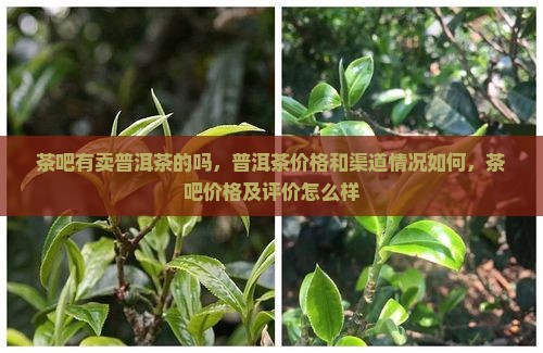 茶吧有卖普洱茶的吗
