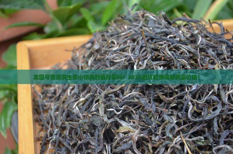 龙园号普洱茶生茶小饼