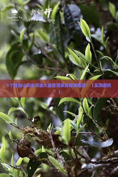大益普洱茶昆明旗舰店