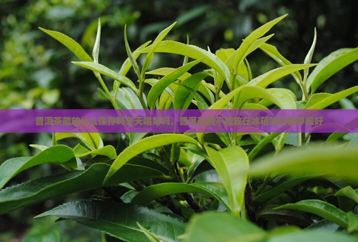 普洱茶能放什么保存吗冬天喝