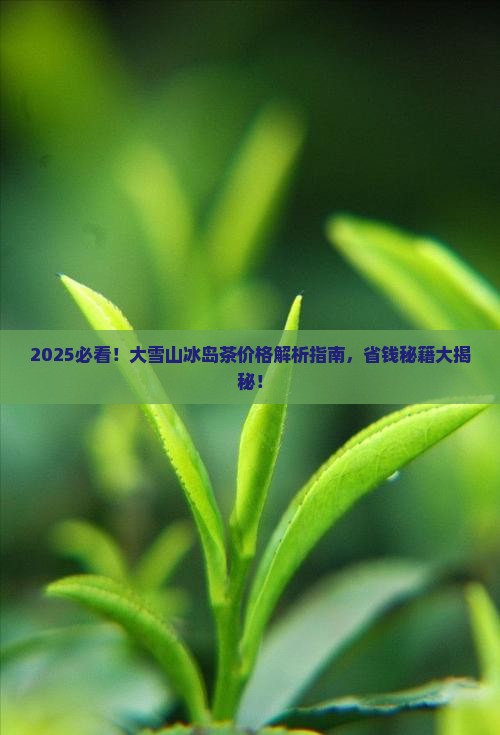 大雪山冰岛茶价格