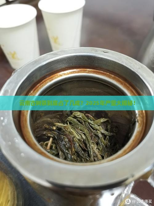 云南古树茶产量占比