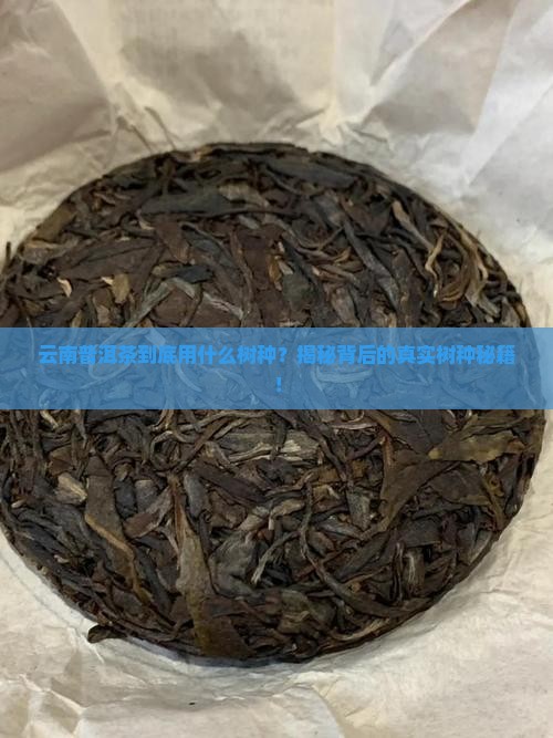 云南普洱茶用什么树种