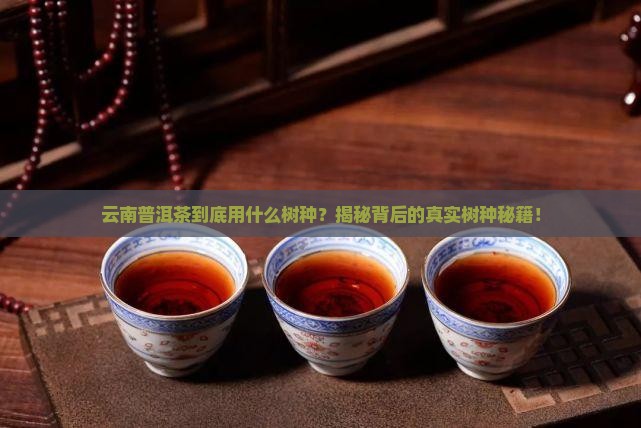 云南普洱茶用什么树种