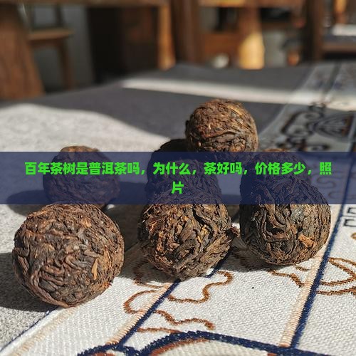 百年茶树是普洱茶吗