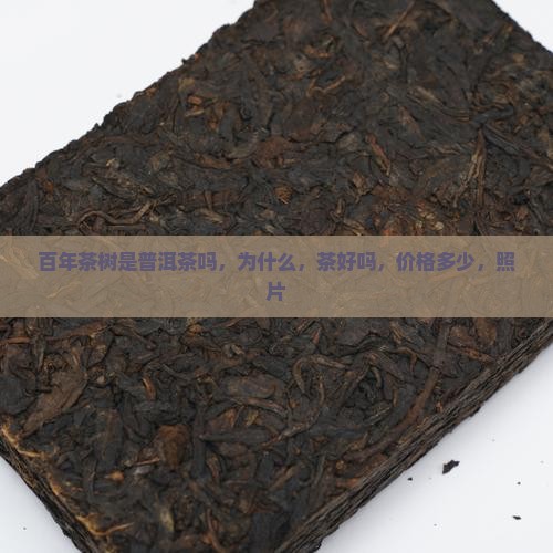 百年茶树是普洱茶吗