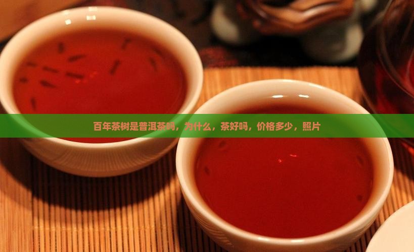 百年茶树是普洱茶吗