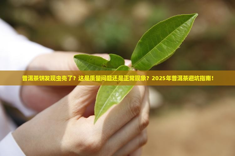普洱茶饼发现虫壳了