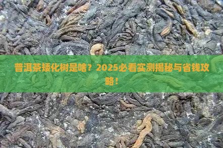 普洱茶矮化树是什么