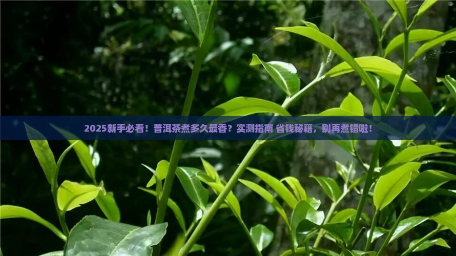 普洱茶煮多久可以喝
