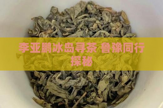 李亚鹏到冰岛摘茶