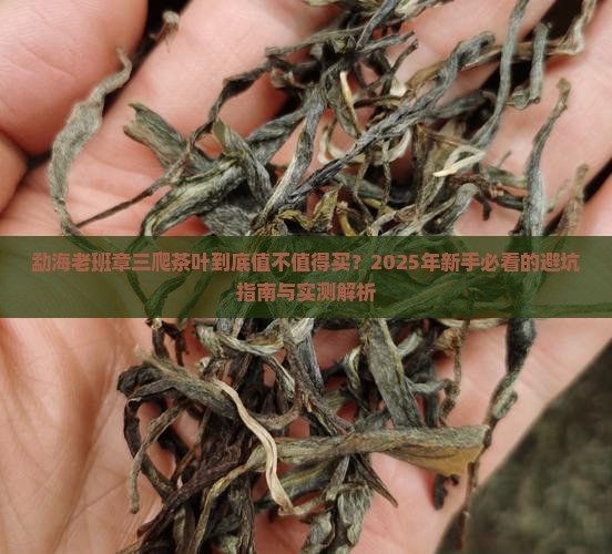 勐海老班章三爬茶叶