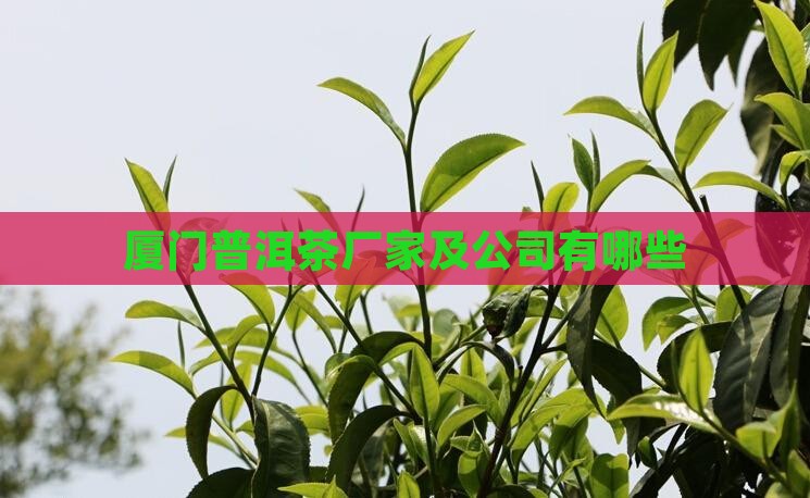 厦门普洱茶有哪些厂家生产
