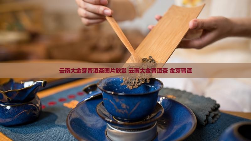云南大金芽普洱茶