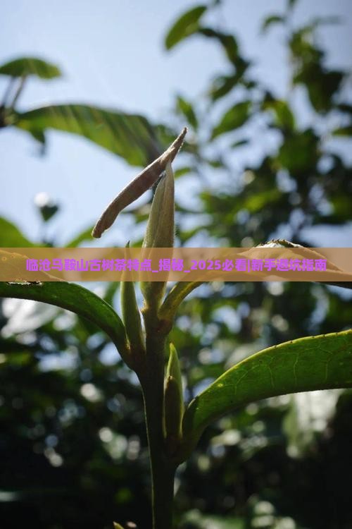 临沧马鞍山古树茶特点