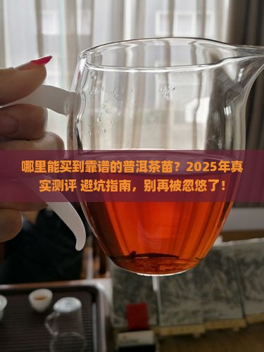 从哪里买到正宗普洱茶苗