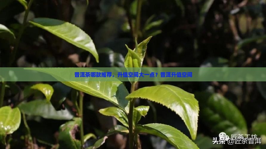 普洱茶哪款升值空间大一点