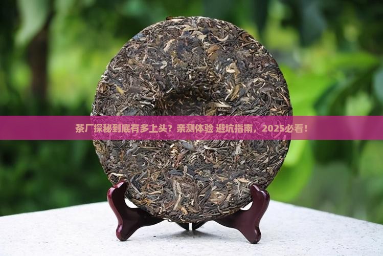 参观茶厂的感受