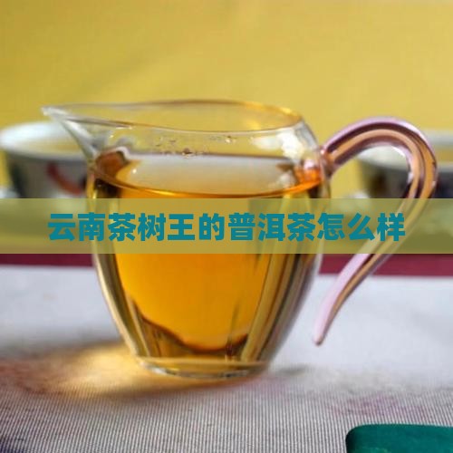 云南茶树王的普洱茶怎么样