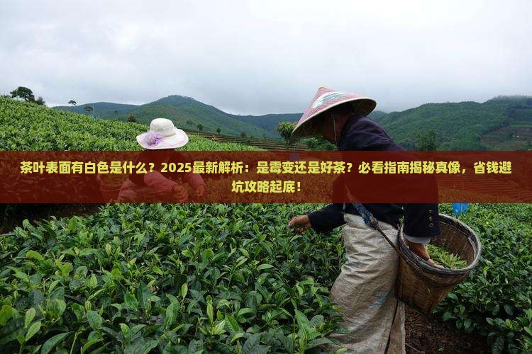 茶叶表面有白色是什么