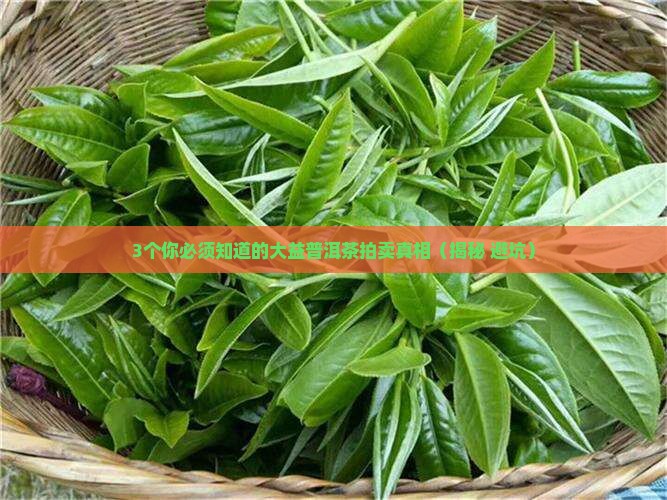 大益普洱茶拍卖