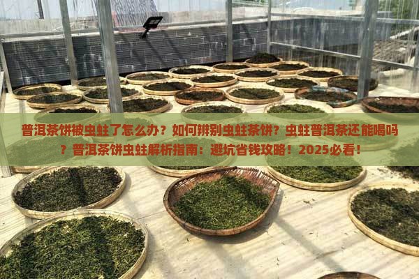 普洱茶饼被虫蛀了